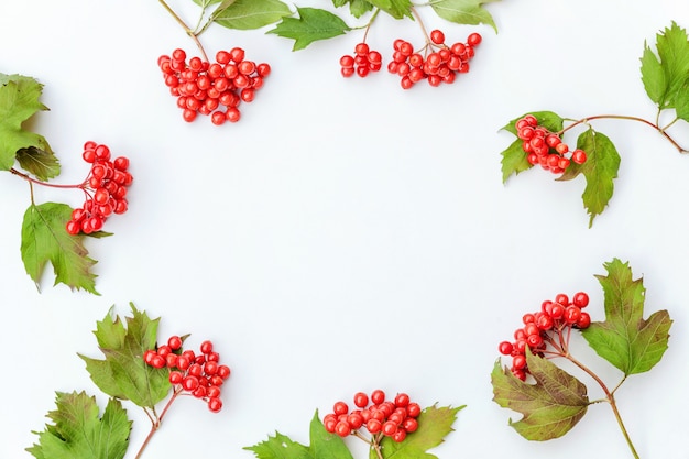 Autumn floral composition. Frame made of viburnum berries on white background