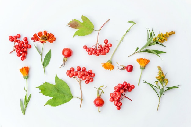 Autumn floral composition. Plants viburnum berries dogrose orange and yellow flowers isolated on white background. Autumn fall natural plants ecology wallpaper concept. Flat lay top view, copy space