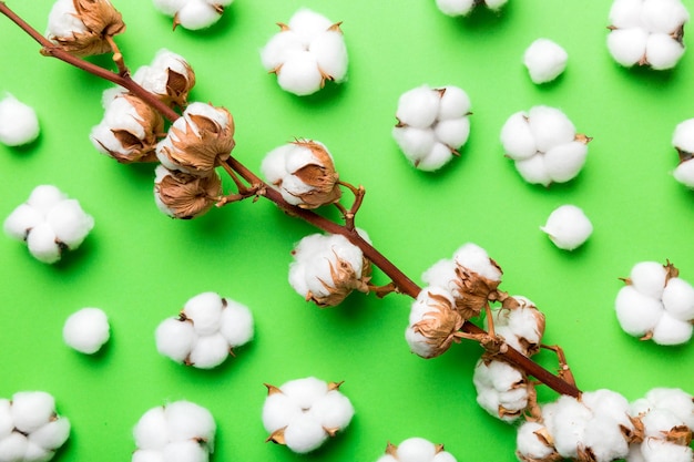 Autumn Floral Flat lay background composition Dried white fluffy cotton flower branch top view on colored table with copy space