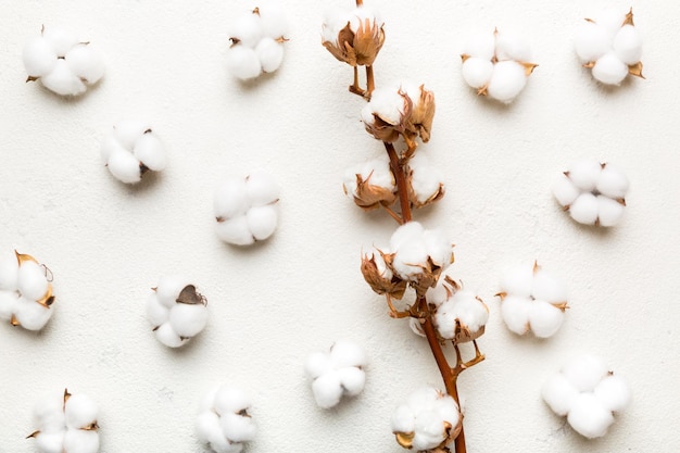 Autumn Floral Flat lay background composition Dried white fluffy cotton flower branch top view on colored table with copy space