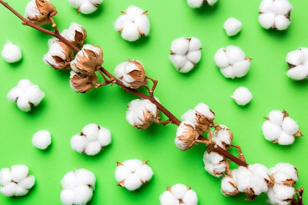 Autumn Floral Flat lay background composition Dried white fluffy cotton flower branch top view on colored table with copy space