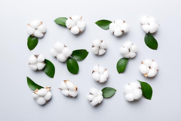 Autumn Floral Flat lay background composition. Dried white fluffy cotton flower branchwith green leaf top view on colored table with copy space