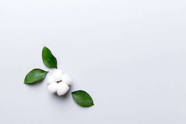 Autumn Floral Flat lay background composition. Dried white fluffy cotton flower branchwith green leaf top view on colored table with copy space