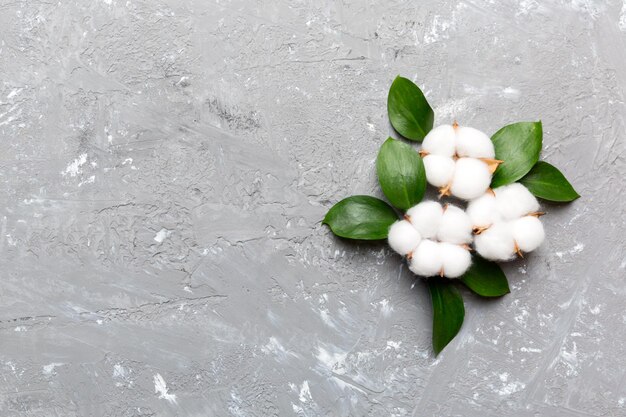 Autumn Floral Flat lay background composition Dried white fluffy cotton flower branchwith green leaf top view on colored table with copy space