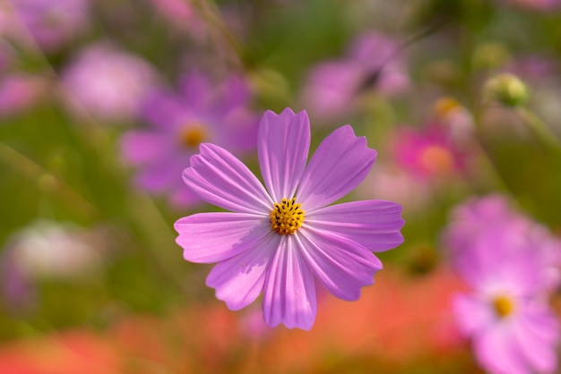 Autumn Flower Cosmos