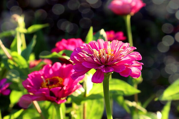 Autumn flower palette lilac zinnias against the background of numerous flowers in the sun closeup bokeh