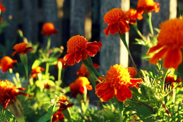 Autumn flower palette orange marigolds against the background of a wooden fence in the sun on an autumn sunny evening side view