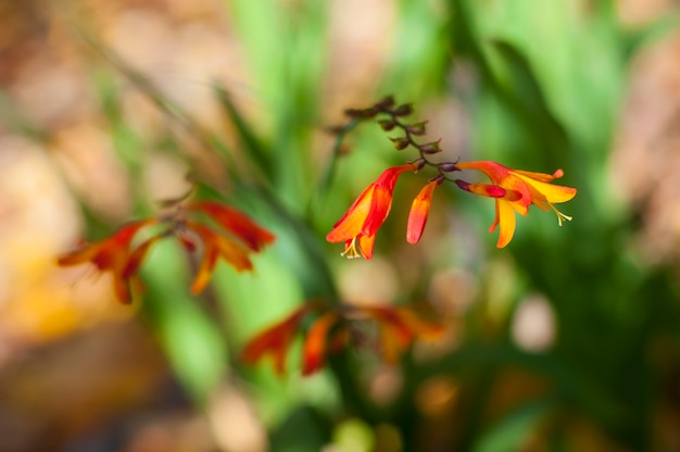 Autumn flower