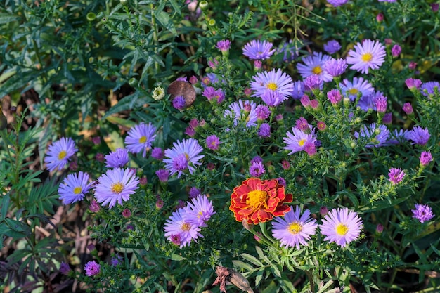 Autumn flowers closeup