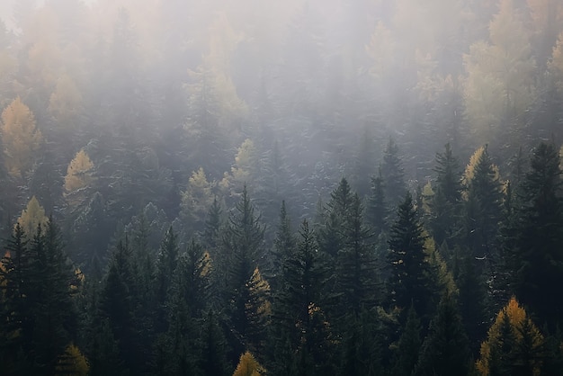 autumn fog landscape forest mountains, trees view mist