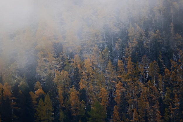 autumn fog landscape forest mountains, trees view mist