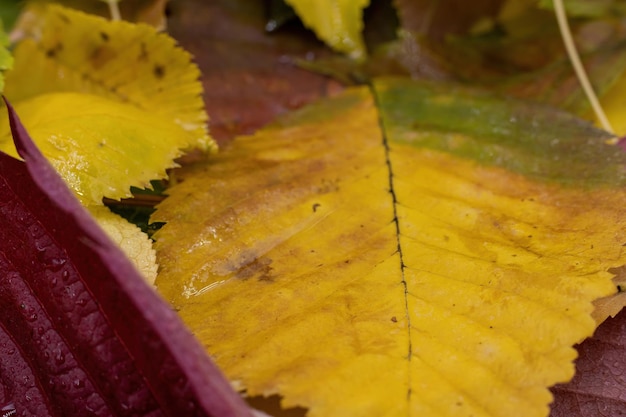 Autumn foliage after rain closeup in macro