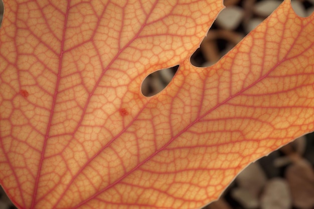 autumn foliage background