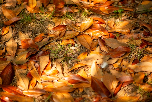 Photo autumn foliage on forest floor with sunlight fallen leaves nature season outdoor ground