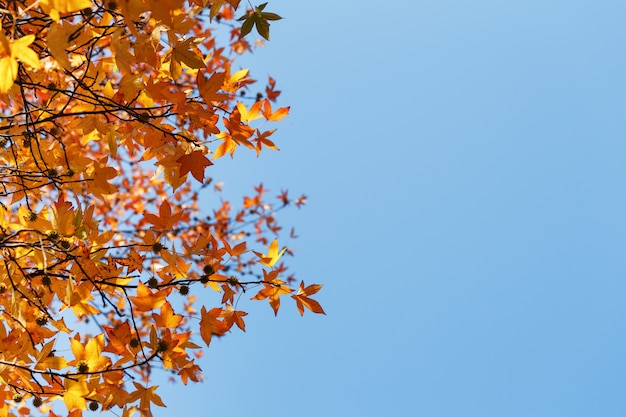 Autumn foliage, old orange maple leaves, dry foliage of trees, soft focus, autumn season, nature change, bright soft sunlight