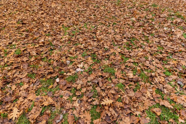 Autumn foliage on trees during its color change