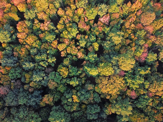 Autumn forest aerial drone view