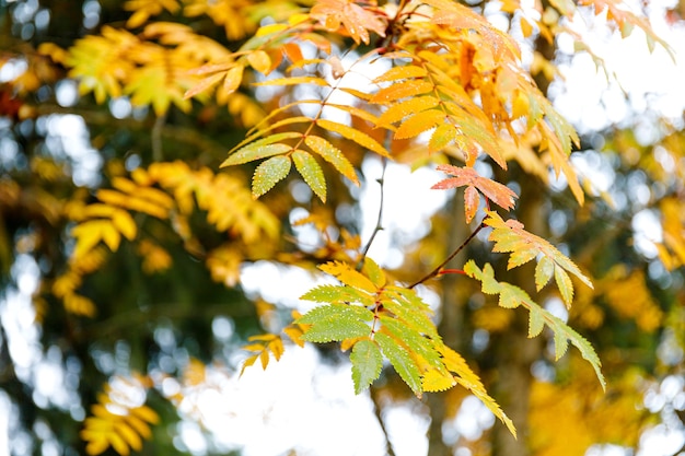 Autumn forest background vibrant color tree red orange foliage in fall park