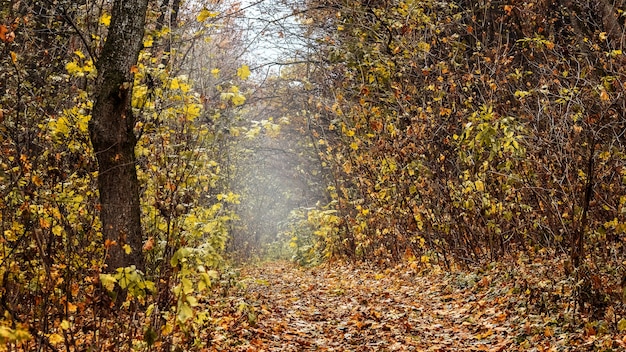 Autumn forest in cloudy weather. Dense thickets in the autumn forest.