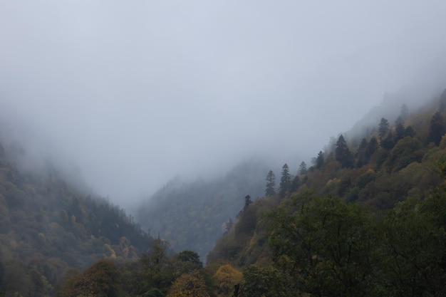 Autumn forest and fog in the mountains vertical photo Photo wallpaper with mountain view space for text