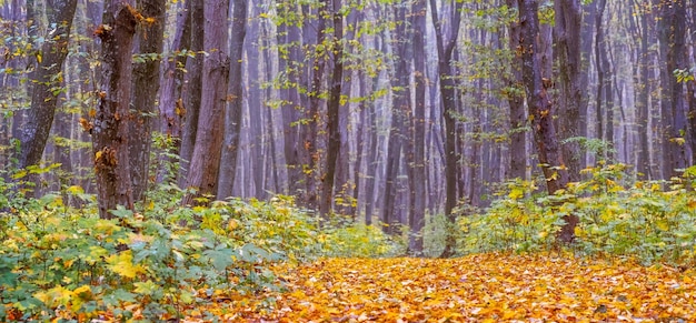 Autumn forest on a foggy day with a road covered with fallen leaves