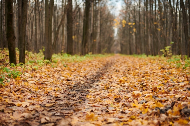 Autumn forest footpath with fallen leaves