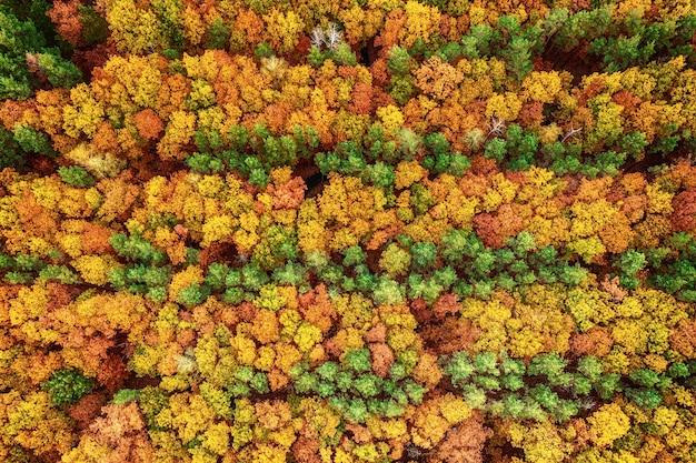 Autumn forest from above