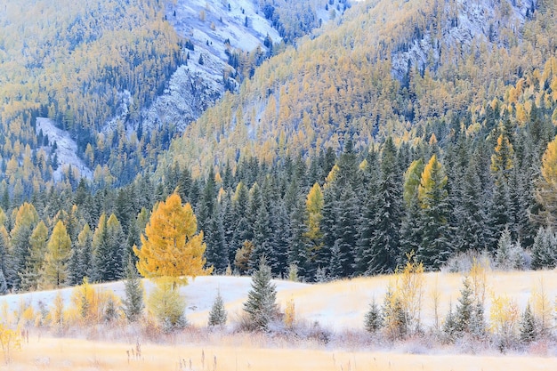 Autumn forest frost snow Altai landscape beautiful nature