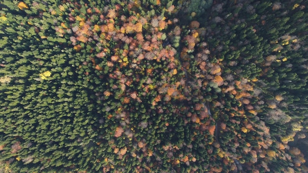 Autumn forest and lake aerial view