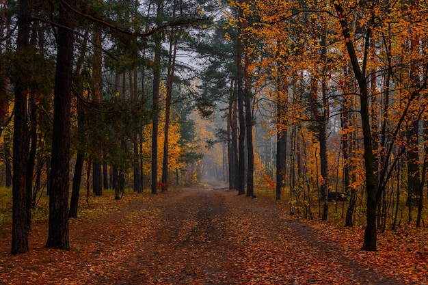 Autumn forest. Landscape. Autumn colors