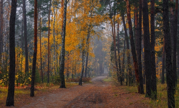 Autumn forest. Landscape. Autumn colors