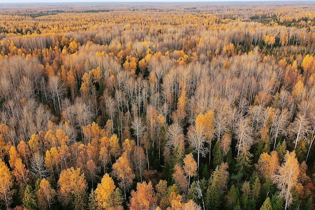 autumn forest landscape, view from a drone, aerial photography viewed from above in October park