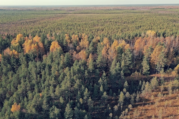 autumn forest landscape, view from a drone, aerial photography viewed from above in October park