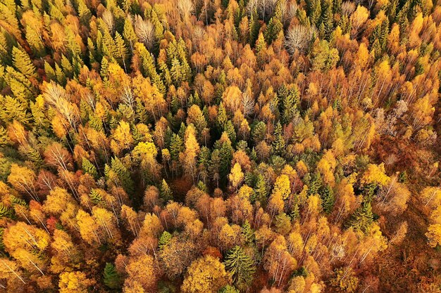 autumn forest landscape, view from a drone, aerial photography viewed from above in October park