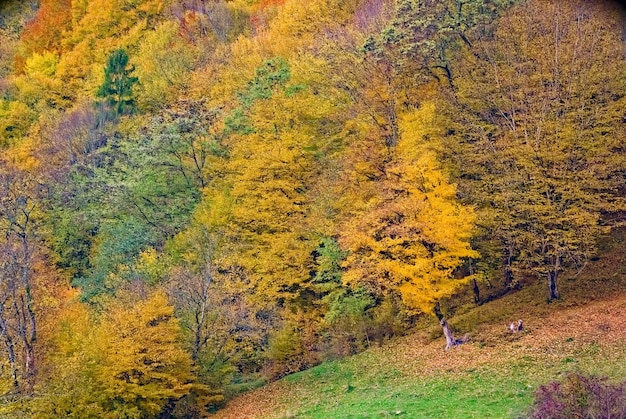 Autumn forest landscape with autumn leaves and warm light illuminating the golden leaves