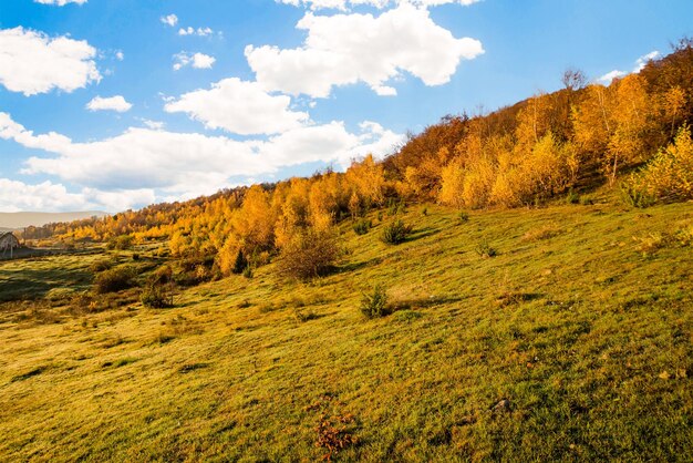 Autumn forest landscape with trees with yellow leaves