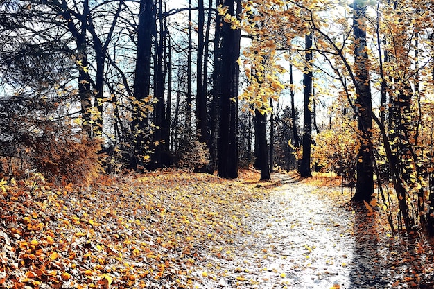 autumn forest landscape / yellow forest, trees and leaves October landscape in the park