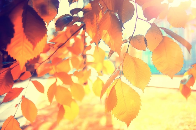 autumn forest landscape / yellow forest, trees and leaves October landscape in the park