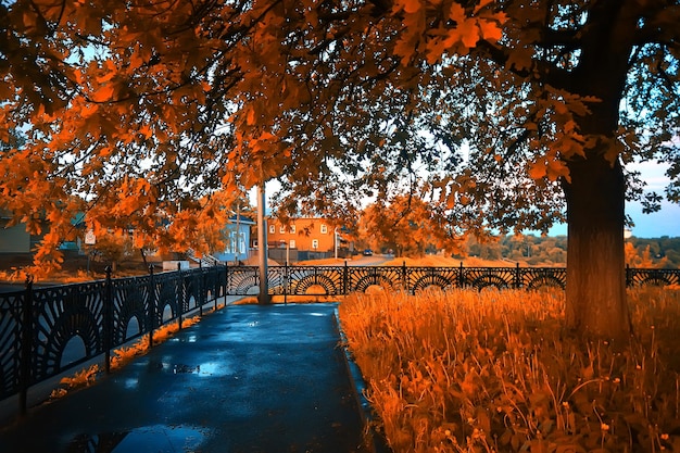 autumn forest landscape / yellow forest, trees and leaves October landscape in the park