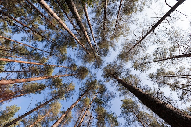 autumn forest landscape