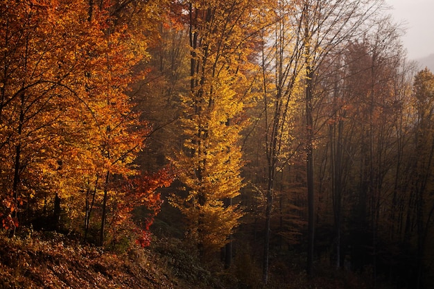 Autumn forest landscape