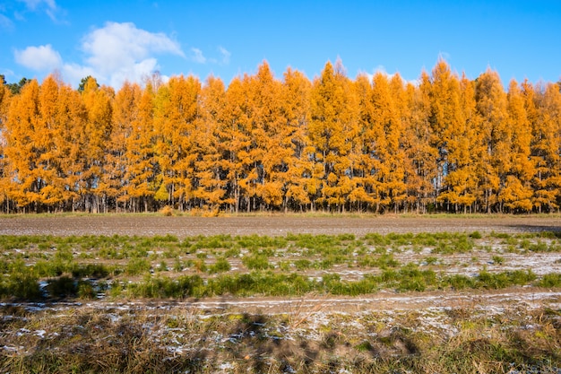 Autumn forest of larch trees