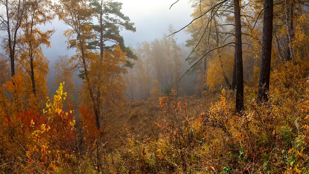 Autumn forest in the morning fog