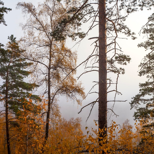 Autumn forest in the morning fog