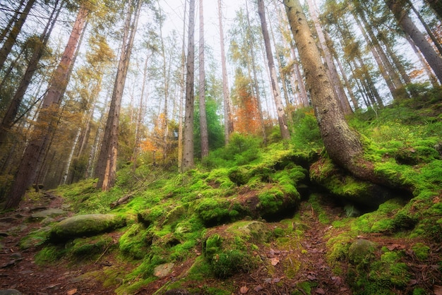 Autumn forest at the mountain foot Beautiful landscape in the magical forest