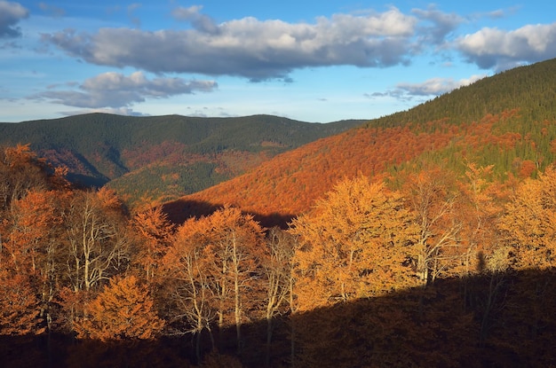 Autumn forest in the mountains. Sunny evening. Carpathians, Ukraine, Europe