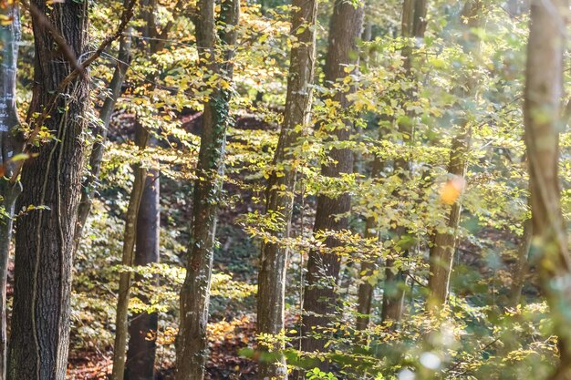 Autumn Forest Nature. Colorful Forest Sun Rays Through Branches of Trees.