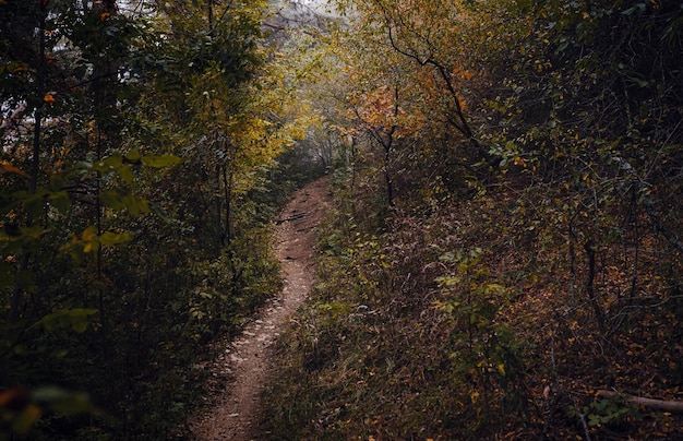 Autumn forest nature Scenery of nature in fall season