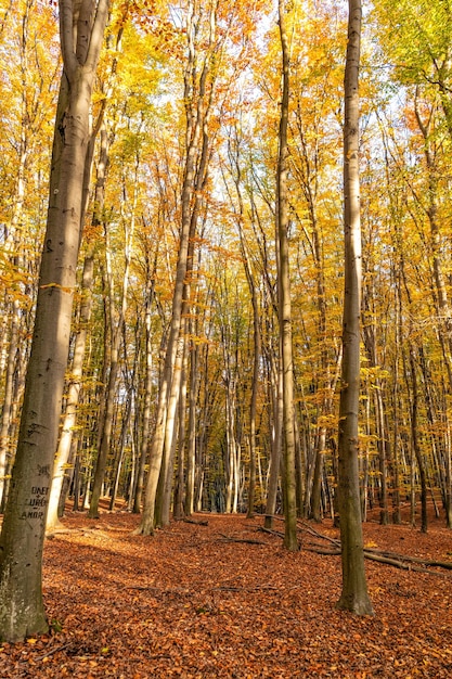 Autumn forest nature with yellow leaves and trees in october