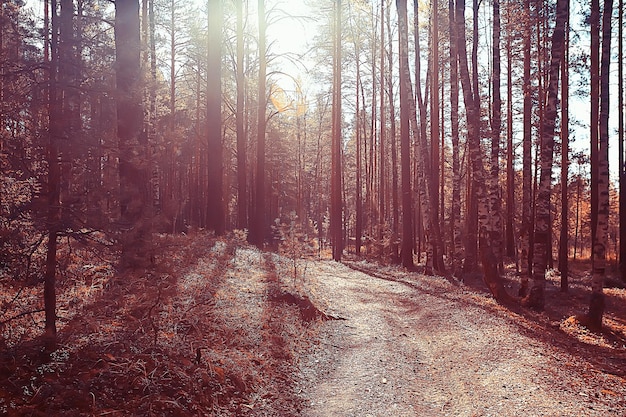 autumn forest north / landscape in the autumn forest, northern, nature view in the fall season